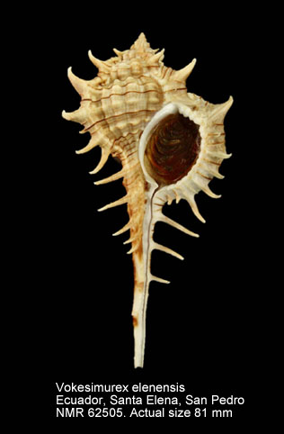 Vokesimurex elenensis.jpg - Vokesimurex elenensis(Dall,1909)